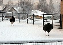 Struzzi nello zoo Rojev Ručej d'inverno.