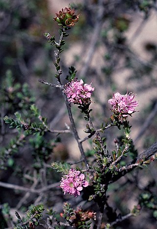 <i>Kunzea micromera</i> Species of flowering plant