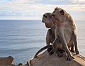 * Nomination Kuta, Bali, Indonesia: Monkeys at the cliffs of Pura Luhur Uluwatu --Cccefalon 06:41, 24 October 2015 (UTC) * Promotion What a fine photograph! --Johann Jaritz 06:56, 24 October 2015 (UTC)