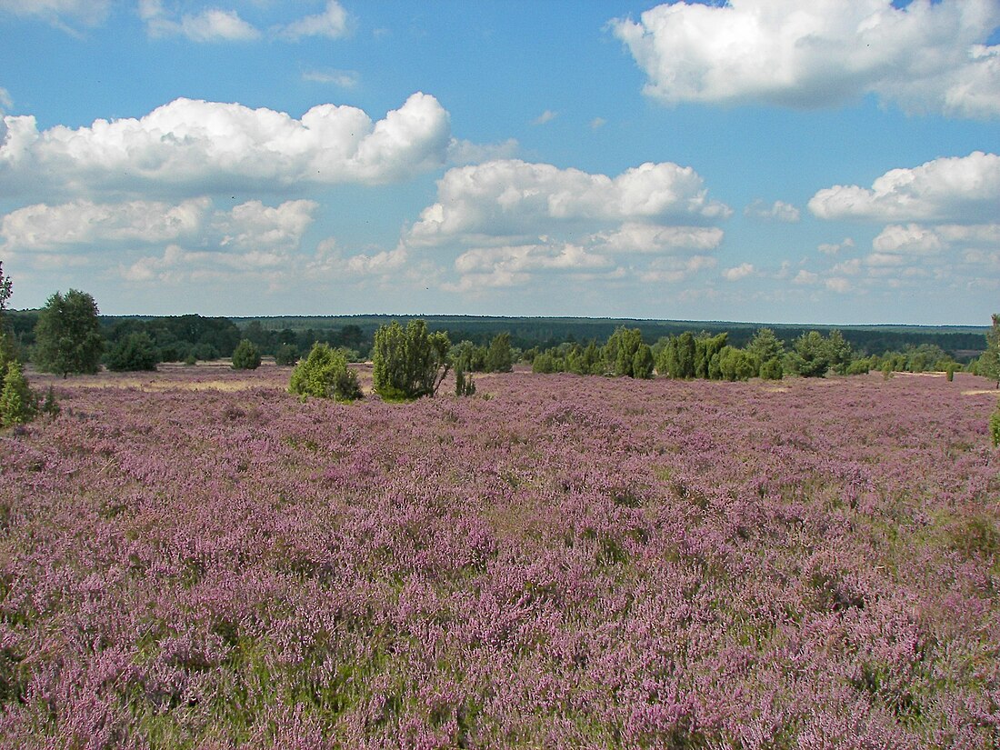 Lüneburské vřesoviště