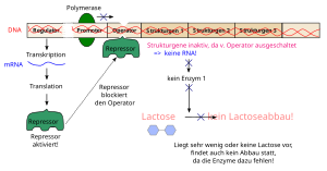 Operon: Modellsystem der Genregulationen