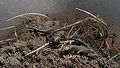 Lacerta vivipara, młode jaszczurki żyworodne (DS).jpg