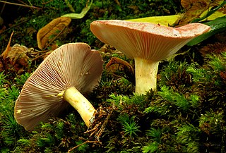 <i>Lactarius chrysorrheus</i> Species of fungus