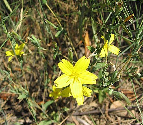 Lactuca viminea