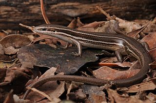 <i>Aspronema dorsivittatum</i> Species of lizard