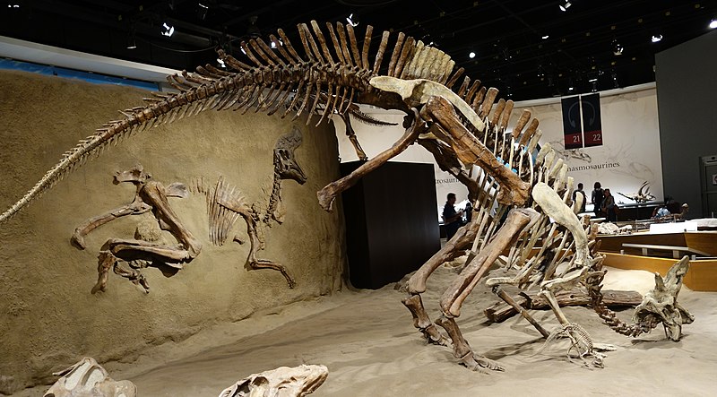 File:Lambeosaurus Royal Tyrrell 2.jpg