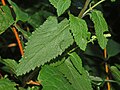 Lamiaceae - Teucrium scorodonia.JPG