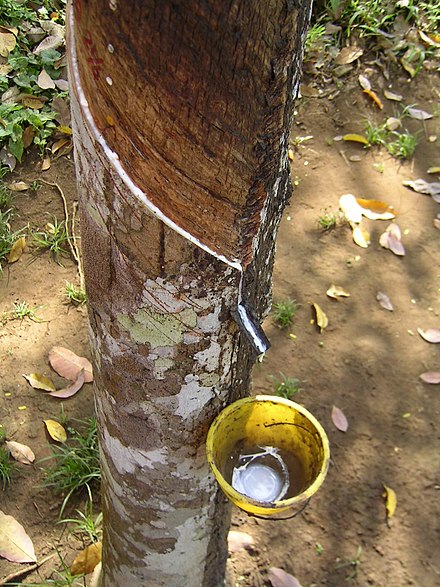 Tapping of latex from a tree, for use in rubber production