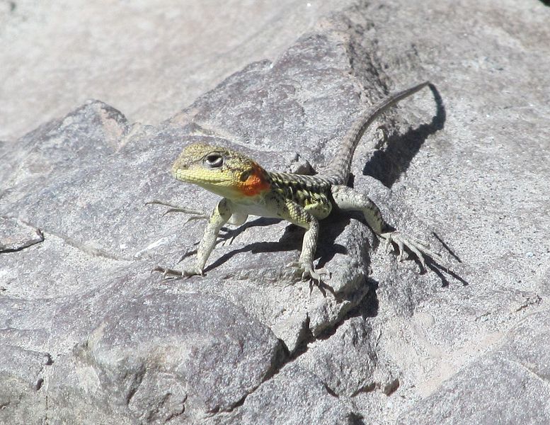 File:Laudakia Himalayana (2).JPG