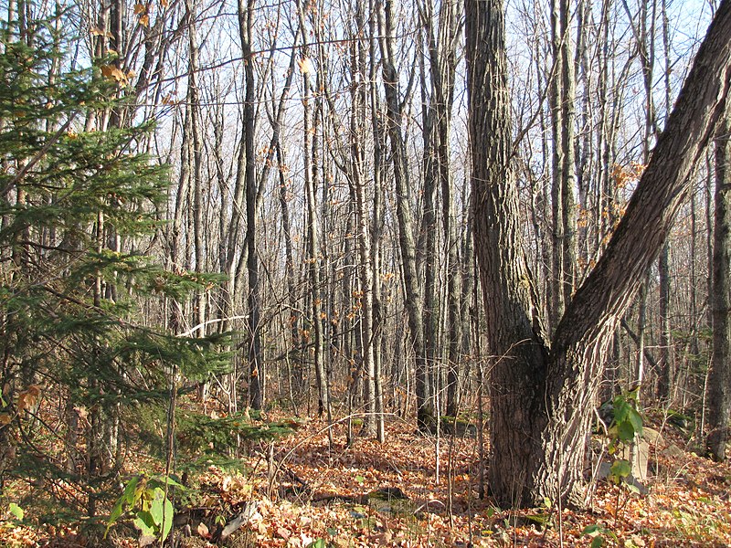 File:Leafless maples (6235542070).jpg