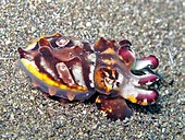 Lembeh84 5-12-11 - 9 flamboyant cuttlefish - not so angry (6569434407).jpg