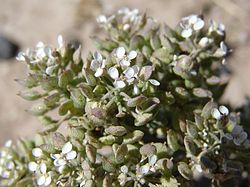 Lepidium papilliferum.jpg