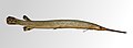 * Nomination Longnose gar (Lepisosteus osseus), Amazone (specimen from the Muséum de Toulouse) --PierreSelim 21:53, 15 April 2012 (UTC) * Promotion  Support Good quality for me. --Jkadavoor 08:53, 16 April 2012 (UTC)