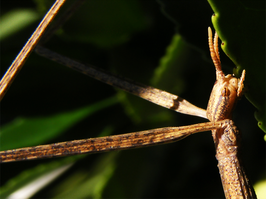 Leptynia attenuata