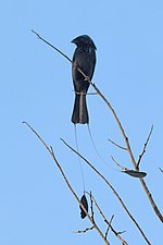 Thumbnail for Lesser racket-tailed drongo