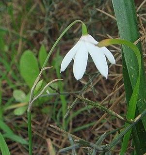 <i>Acis trichophylla</i> Species of flowering plant in the family Amaryllidaceae