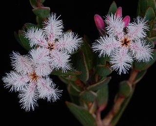 <i>Leucopogon elegans</i> Species of plant