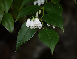 Leucothoe keiskei iwananten 03.JPG