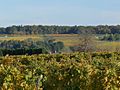 Français : Vignoble de Grande Champagne, Lignières-Sonneville, Charente, France