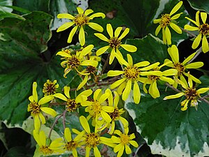 Ligularia tussilaginea