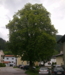 Linden tree in Kienbichl