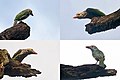 At different perches in Kolkata, West Bengal, India.