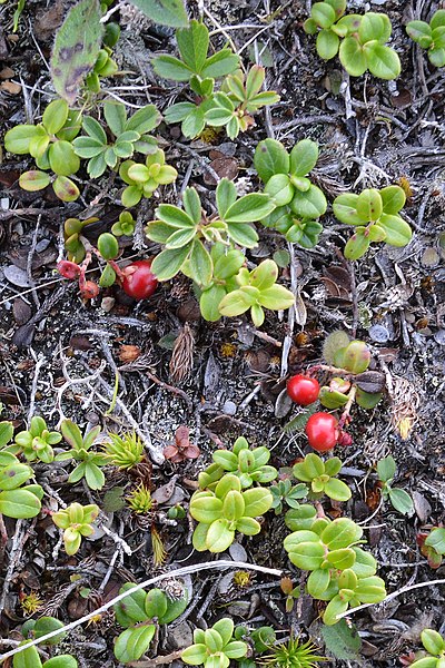 File:Lingonberry (Vaccinium vitis-idaea) - St. John's, Newfoundland 2019-08-08.jpg