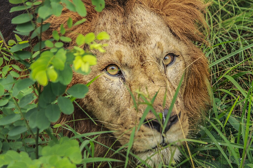 Lion Panthera leo 01