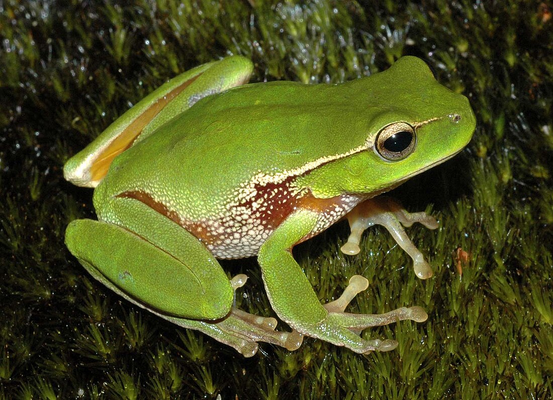 File:Litoria phyllochroa.JPG