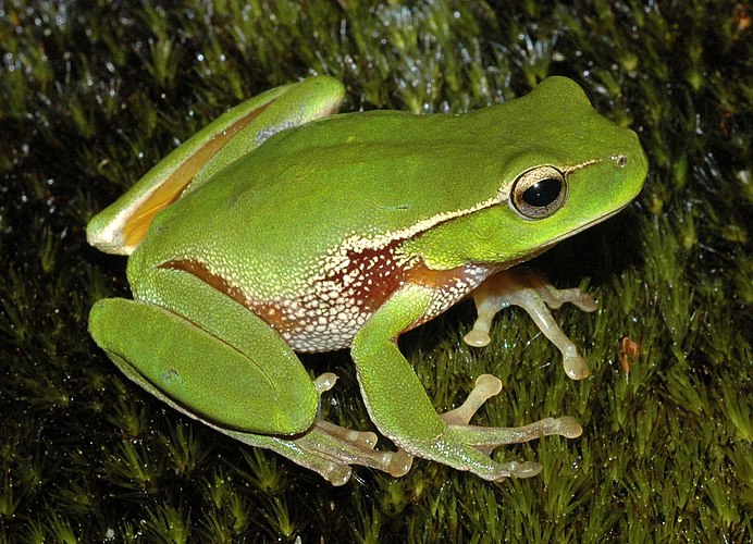 Зелёная древесная лягушка (Litoria phyllochroa)