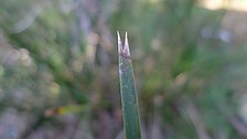 Lomandra leaf tip by John Trann (cc licence) Lomandra leaf tip (8009095312).jpg