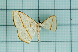 Lomographa inamata