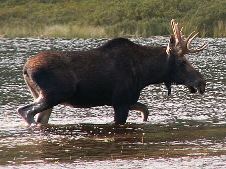 ไฟล์:Lonesome-Lake-Moose.jpg