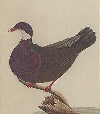 <span class="mw-page-title-main">Lord Howe pigeon</span> Extinct subspecies of bird
