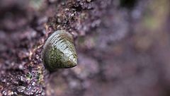 Shield limpet (Lottia pelta) found in central and south SF bay[47]