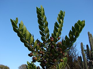 <i>Luma chequen</i> Species of flowering plant