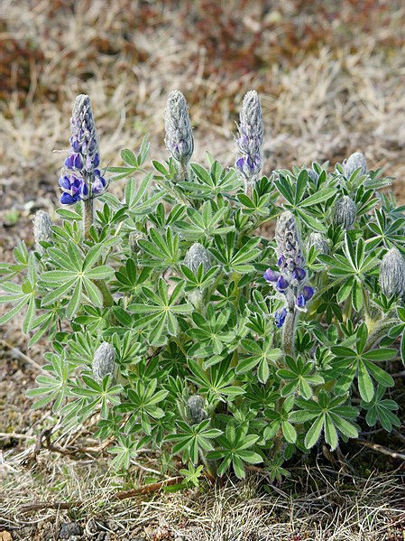 File:Lupinus nootkatensis.jpg