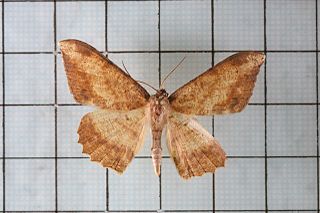 <i>Luxiaria amasa</i> Species of moth