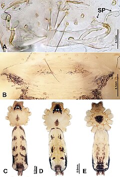 Description de l'image Luzonacera francescoballarini (10.3897-zookeys.822.30927) Figure 4.jpg.