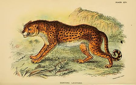 Tập_tin:Lydekker_-_Hunting_Leopard.JPG