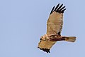 * Nomination western marsh harrier, male --Stephan Sprinz 08:49, 1 May 2023 (UTC) * Promotion  Support Good quality. --Rjcastillo 08:56, 1 May 2023 (UTC)