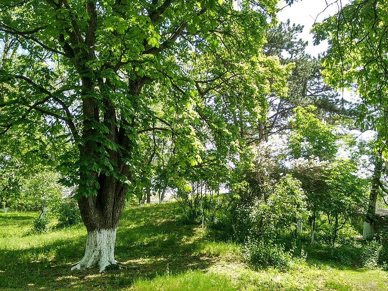 File:MD.ED.Brînzeni - parcul dendrologic din Brînzeni - apr 2018 - 04.jpg