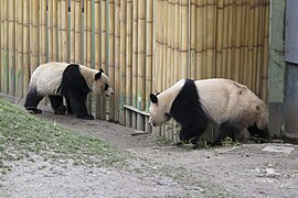 Les jumeaux Po et De De, âgés de 3 ans en 2013