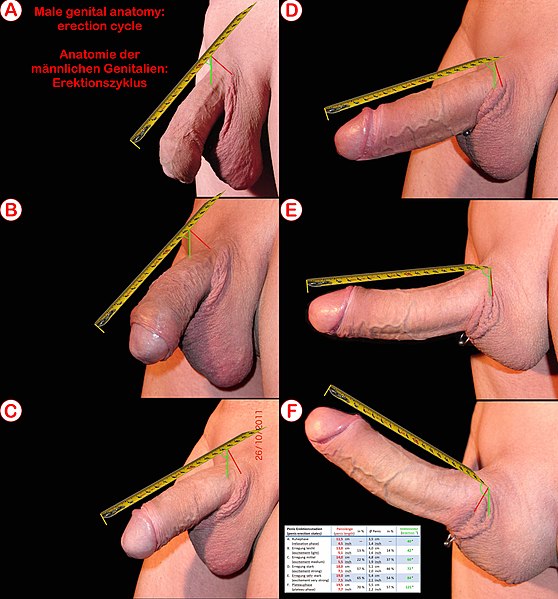 File:Male genital anatomy - penis erection states (Anatomie der männlichen Genitalien - Penis Erektionsstadien).jpg