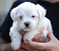 Maltese puppy