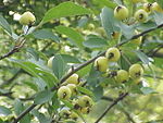 西府海棠果 Midget crabapple