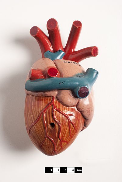 File:Mammal heart model 04- FMVZ USP-06.jpg