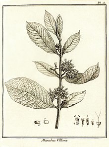 Manabea villosa Aublet 1775 pl 23.jpg