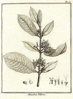 Manabea villosa Aublet 1775 pl 23.jpg