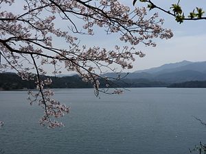 Manno Danau dan Cherry blossoms.JPG